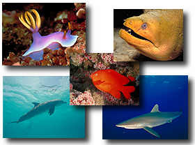 Ocean Life Screenshot
